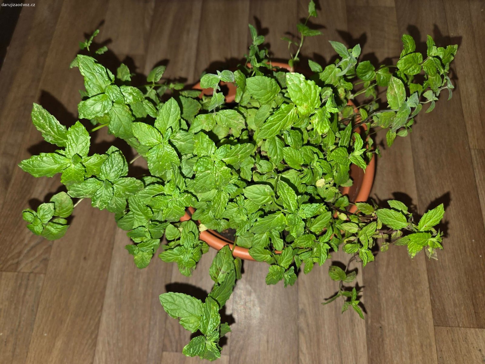 3 BIO máty hledají svou zahrádku. Foto 1, 2, 3 je aktuální stav Máty. Foto 4 je 1 a 2 před ostříháním.

1 a 2 je Máta peprná, 3 je Máta mentolová. 

Potřebují přesadit na zahrádku, v květináči se jim nedaří. A já nemám zahradu. Pěstované jen BIO, s láskou piplané. "Narozené" jaro 2025. 
Swap pouze rostlinek bez květináčů, klidně jen po 1ks nebo všechny. 

KDE? Praha 10, Skalka, na adrese. Kdekoli jinde jen po domluvě, nejsem teď fyzicky schopná je někam nosit, takže s tím budu muset otravovat partnera.

ZA CO? Nabídněte přebytky. Potěší např. domácí marmelády ?