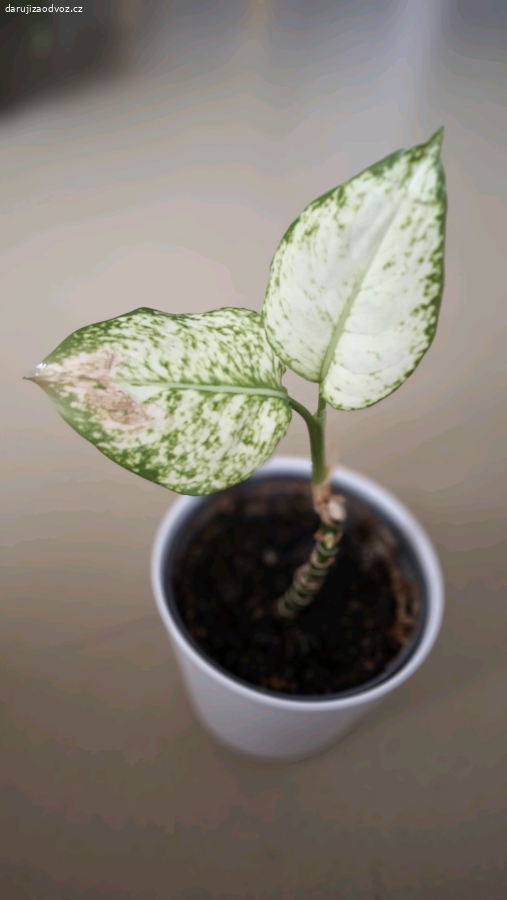 aglaonema WHITE