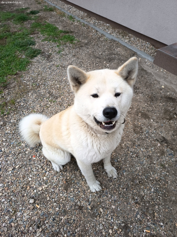 Akita inu