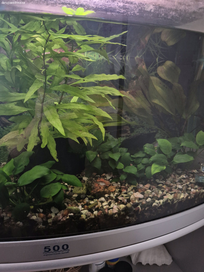 Akvarijní rostliny