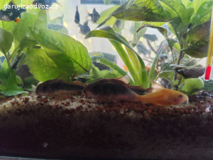 Akvarijní ryby a rostliny