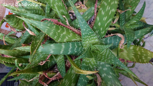 Aloe