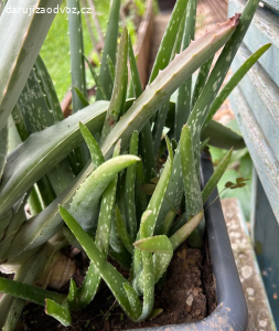 Aloe