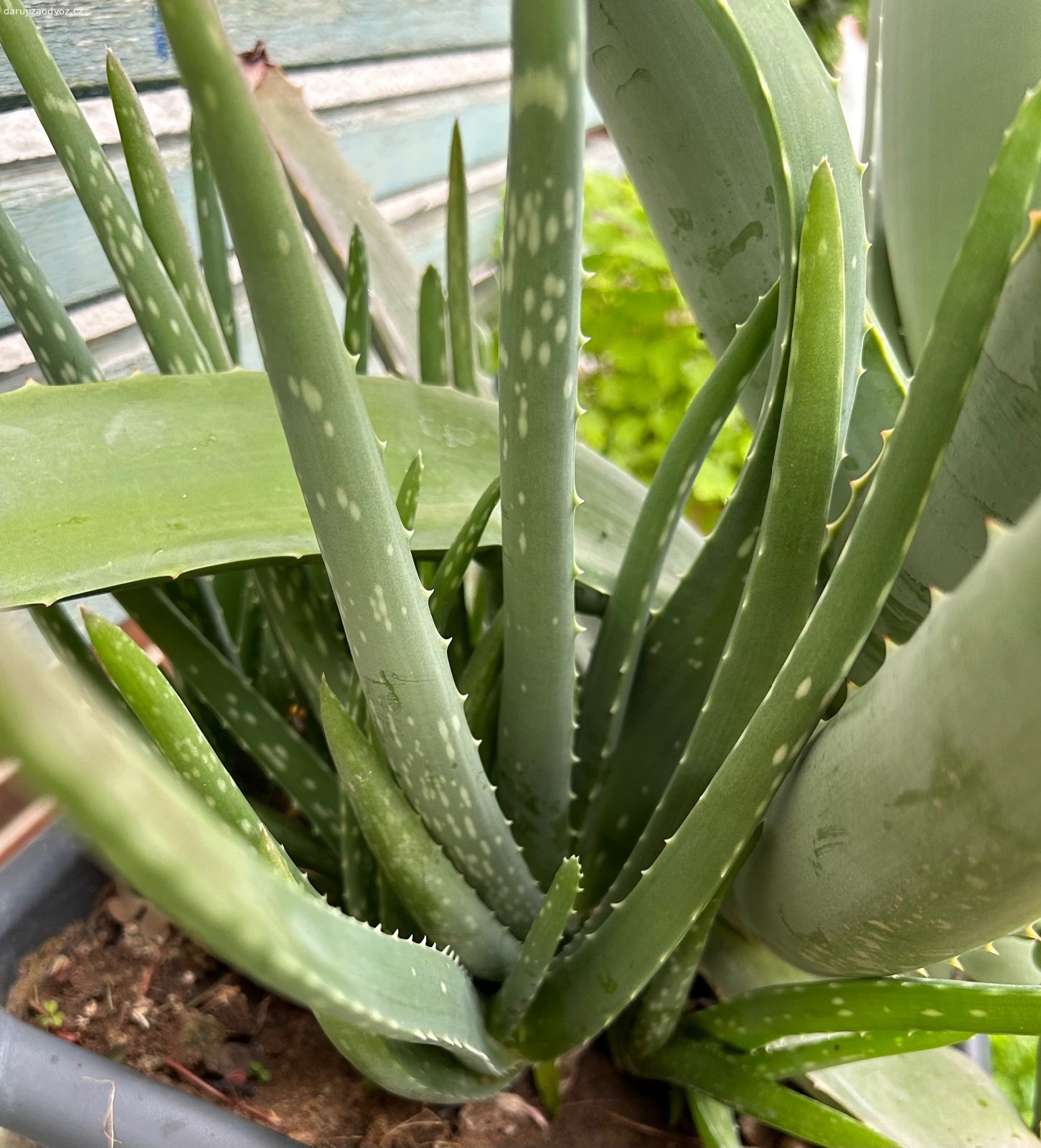 Aloe. Stálezelený sukulent Aloe, odnože rostliny, dobře se ujímají.  Dobře snáší přímé slunce - jižní, západní okno. Zálivku řídit podle proschnutí, nesnáší přemokření.