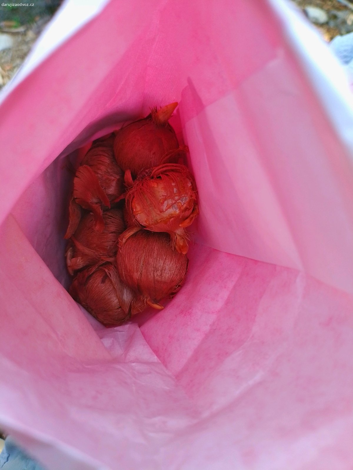 cibulky krokusů. Dostala jsem jako dárek 10 cibulek krokusů. K mé zahradě se vůbec nehodí. Běžně mívám cesty po Praze, mohu někam dovézt. Kontakt prosím primárně přes WhatsApp. Děkuji