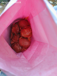 cibulky krokusů