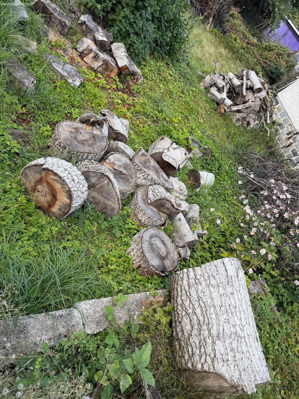 Darujeme dřevo z ořechu. Darujeme dřevo, které je pokáceného ořechu viz. Foto.

❗️PODMÍNKOU ODVOZU JE LIKVIDACE VŠECH VĚTVÍ❗️

Zároveň darujeme dřevo i z pokácených tůjí a ovocných stromů. 

Dřevo je rozřezáno na menší kusy.