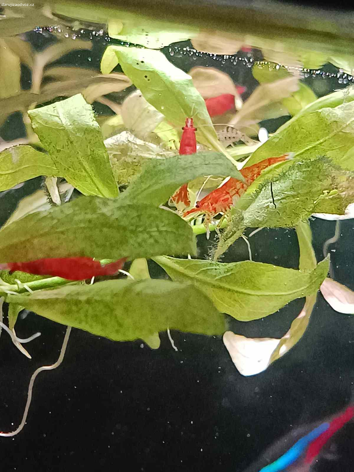 Darujeme krevetky. Máme k dispozici spoustu krevetek převážně červeného zbarvení, dále také zbarvení 