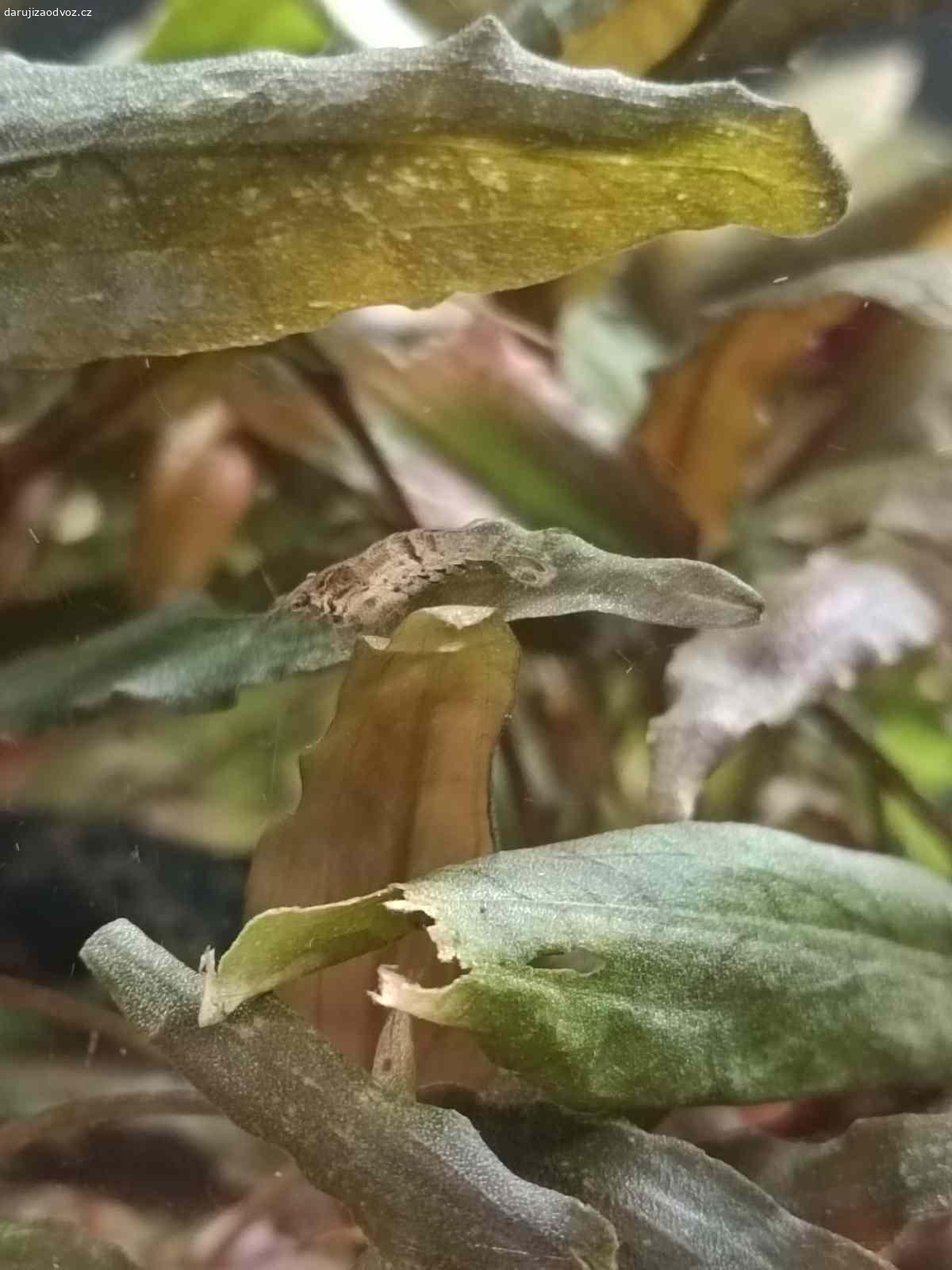 Darujeme krevetky. Máme k dispozici spoustu krevetek převážně červeného zbarvení, dále také zbarvení 