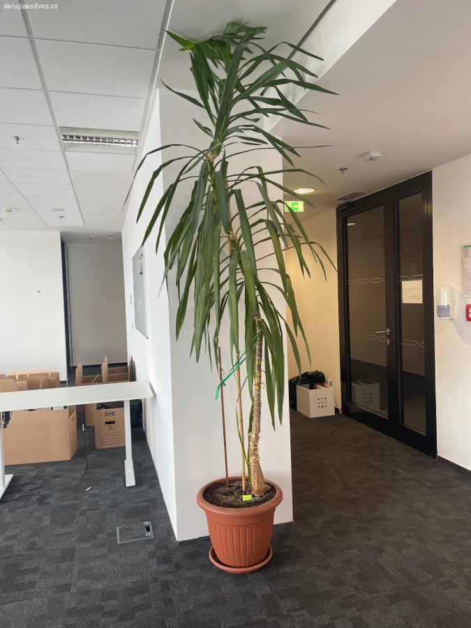 Darujeme vzrostlou juku (Yucca) – přes 3 metry