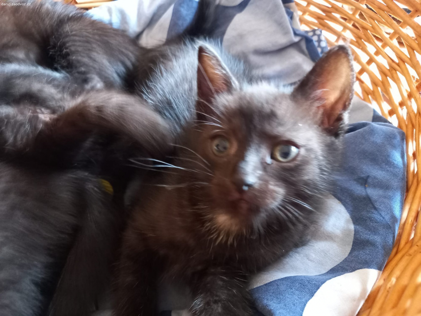 Daruji 3 černé kocourky. Daruji 3 černé kocourky. Jsou odchovani v bytě společně se psy a štěnětem. Kočka štěně odkojila spolu s fenou. Jsou řádně vymazlení, zvyklí na psy a malé děti a ruch domácnosti.