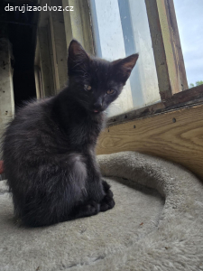 Daruji 3 koťátka