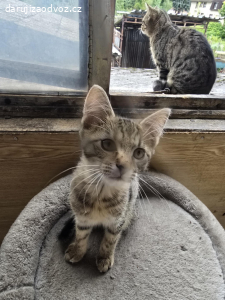 Daruji 3 koťátka