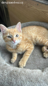 Daruji 3 koťátka