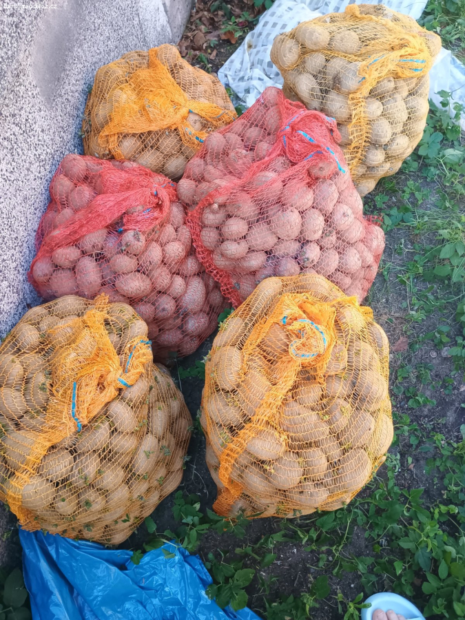 Daruji 6 pytlů nevyzvednutých brambor