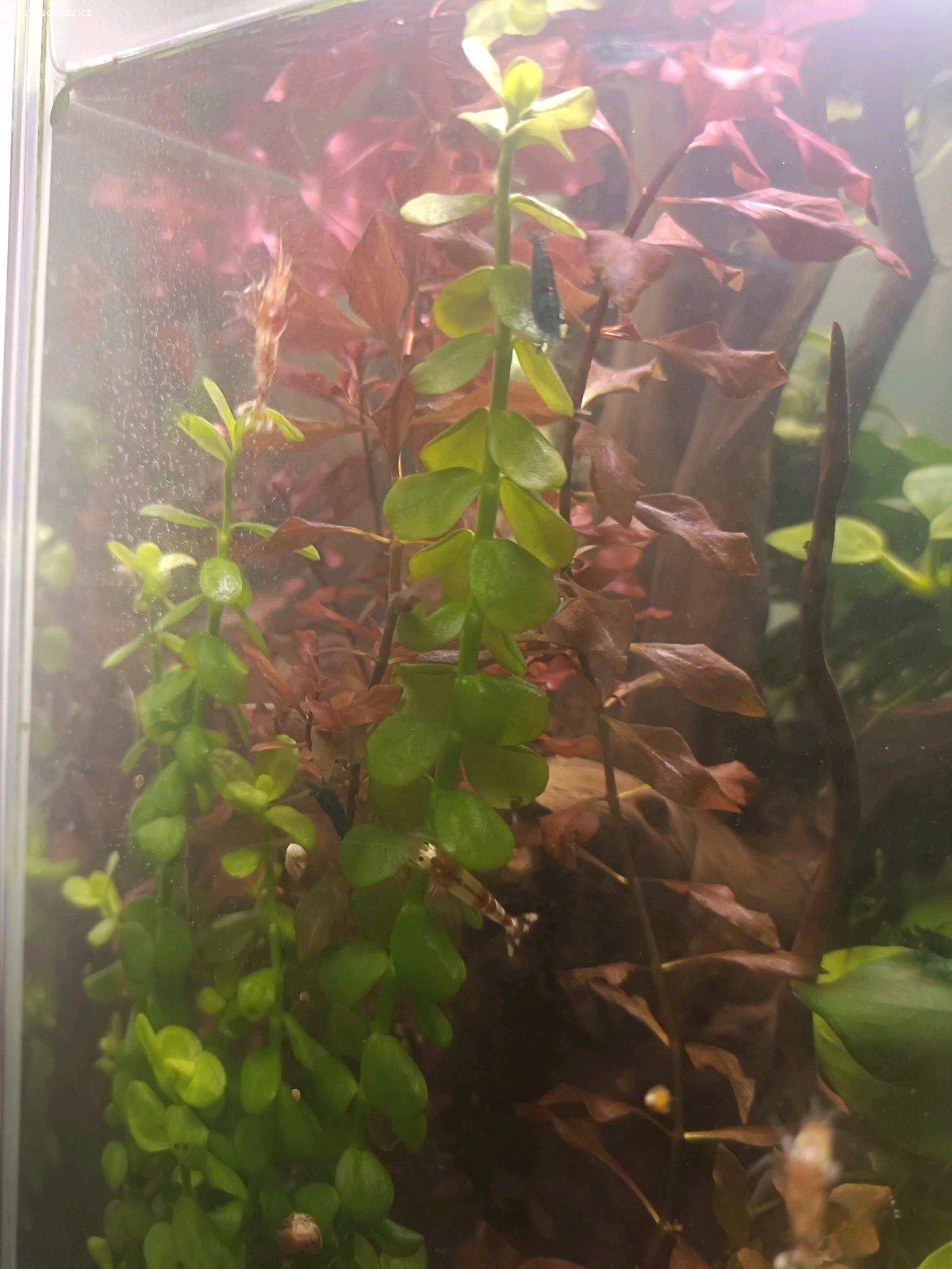 Daruji akvarijní rostliny. Daruji akvarijní rostliny na fotce. Bydlím u metra B Lužiny. Při tom možný v případě zájmu prodej krevetek Red Crystal a Blue Diamond za nízké ceny.