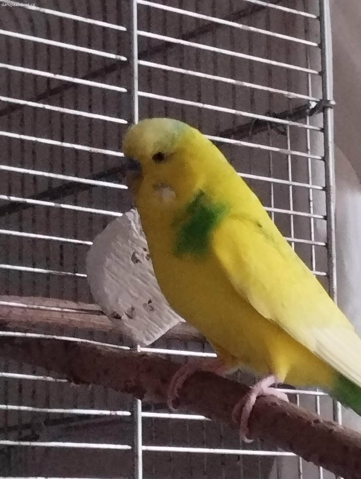 Daruji andulky rezervace. Andulky jsme dostali,ale bohužel si je nemůžeme nechat. Nejsou ochočené,ale sami každý večer zalezou do klece. Stáří nevíme. Samička asi 5-6 let samec 2-3 roky. Přes zimu jsou v domě,tak by asi nebylo dobré je teď dávat ven. Darujeme tomu, kdo jim dá lásku a péči.