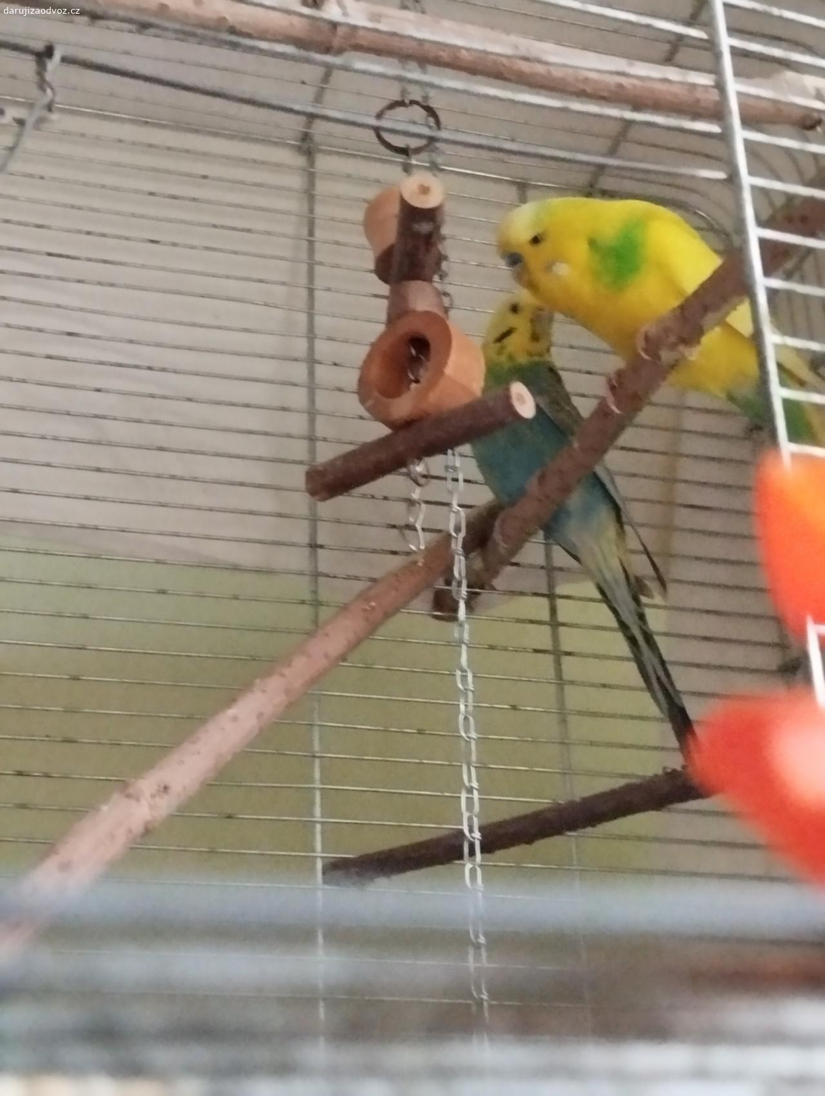 Daruji andulky rezervace. Andulky jsme dostali,ale bohužel si je nemůžeme nechat. Nejsou ochočené,ale sami každý večer zalezou do klece. Stáří nevíme. Samička asi 5-6 let samec 2-3 roky. Přes zimu jsou v domě,tak by asi nebylo dobré je teď dávat ven. Darujeme tomu, kdo jim dá lásku a péči.
