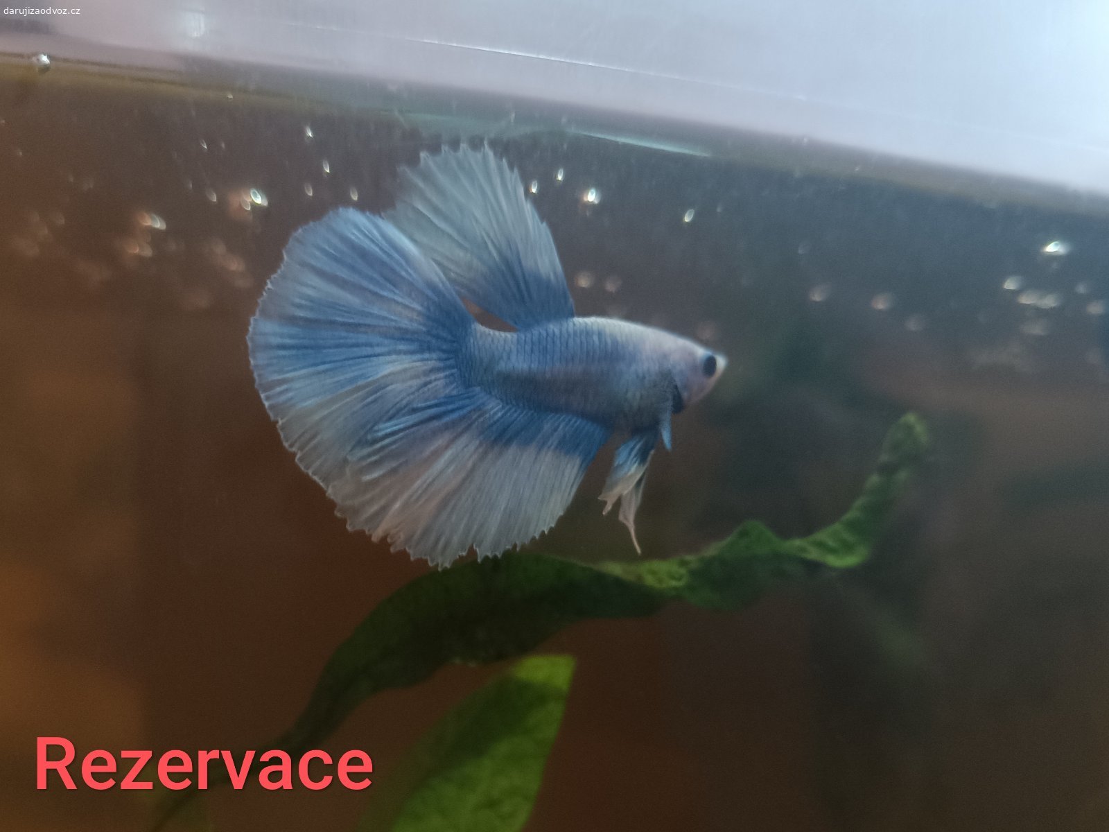 Daruji bojovnice pestré domácí odchov. Daruji mladé (4 měsíce) bojovnice pestré z domacího odchovu. Na výběr je aktuálně ze 3 samců a 7 samic. 
Po 4 měsících lásky a piplání je pro mě velice důležité, jak kvalitní život budou rybky nadále mít. Předám proto jen do dobrých rukou.