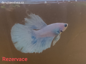 Daruji bojovnice pestré domácí odchov