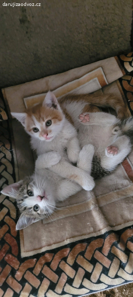 Daruji dva skvělé kocourky