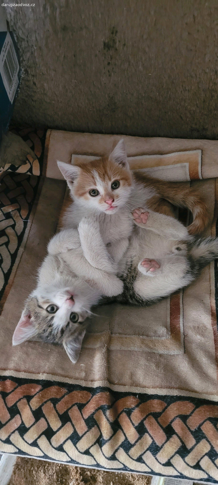 Daruji dva skvělé kocourky. Daruji dva hodné kocourky, kteří si spolu hodně vyhrají. Jsou na sebe zvyklí, ale není podmínkou si vzít oba dva samozřejmě by to bylo super. Prosím volejte nebo napište SMS na čílo které je zde uvedeno. Přiblížíme Praha-Tábor.