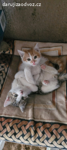 Daruji dva skvělé kocourky