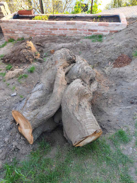 Daruji kmen třešně