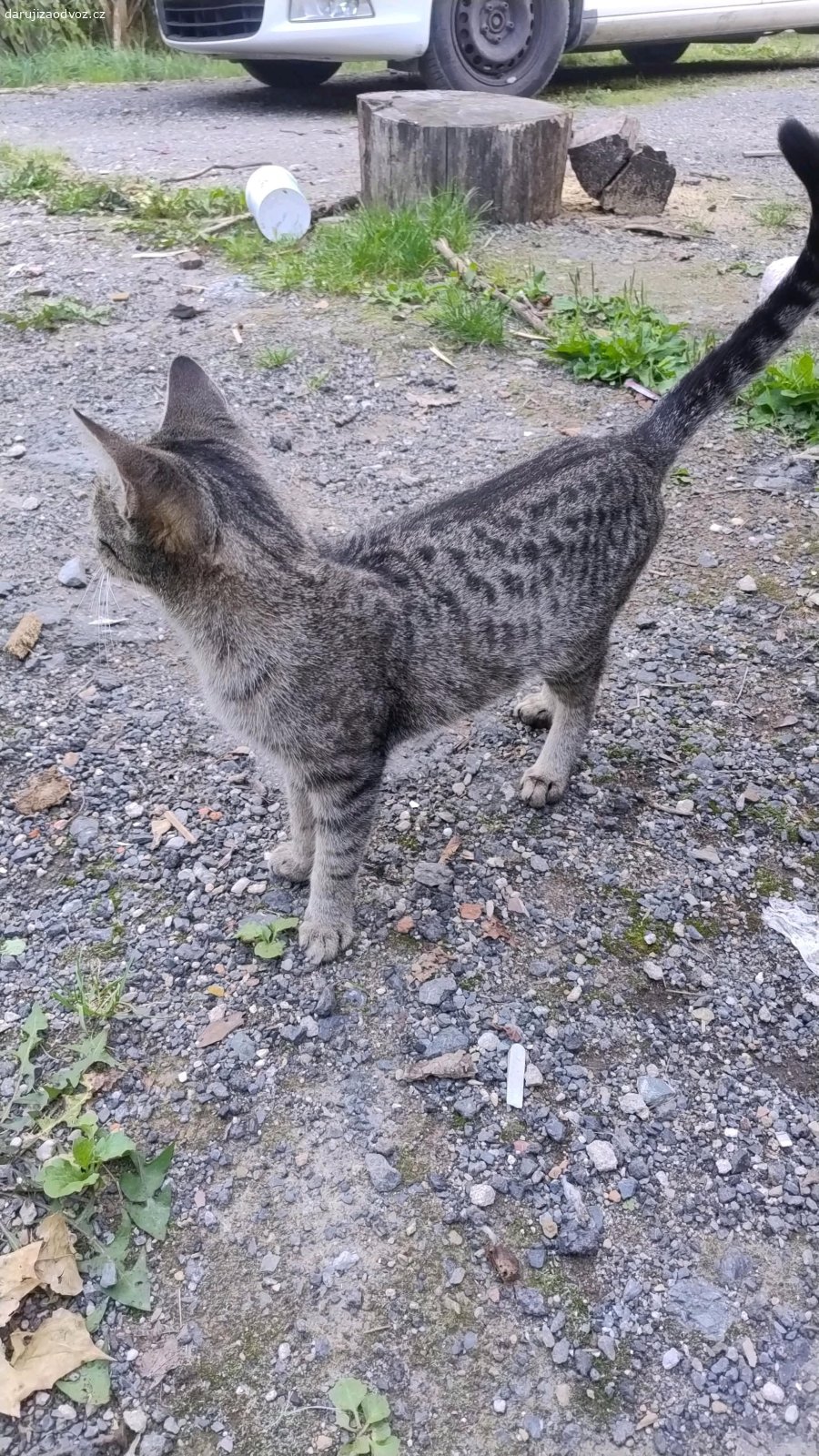 Daruji kočičku. Daruji rok a tři měsíce starou kočičku, NEkastrovanou, menšího vzrůstu, jmenuje se Freya a je moc mazlivá!! Zvyklá na byt i venek. Velice milá a přítulná kočička. zvyklá i na jiná zvířata (např. pes) 

V případě zájmu pište SMS 

zvyklá na písek, granulky, konzervu či kapsičku a nějaký ten pamlskem.

daruji z důvodu stěhování do skromného bytu kde by nebyla šťastná, pouze do dobrých rukou Praha a okolí. Ráda vám ji dovezu (s jistotou že není březí) 

narozena 4.6.2025.

kastraci klidně zařídím, ale poté bude kočička za cenu kastrace.