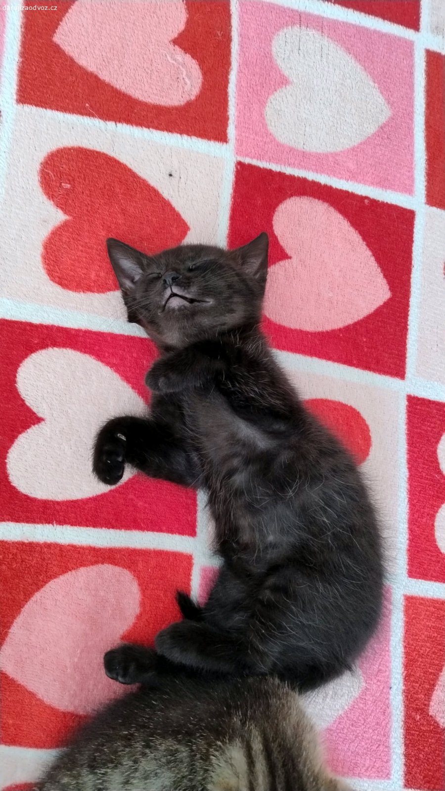 Daruji kočičku. Daruji černou kočičku, měla jedny koťata a ještě není kastrovaná (po domluvě můžu kastraci zařídit, poté bude za cenu kastrace) Jmenuje se Tia, má ráda svůj klid, ale také se ráda pomazlí. Narozena 4.6.2025 
Praha a okolí, ráda vám ji dovezu až k vám.

V případě zájmu pište SMS