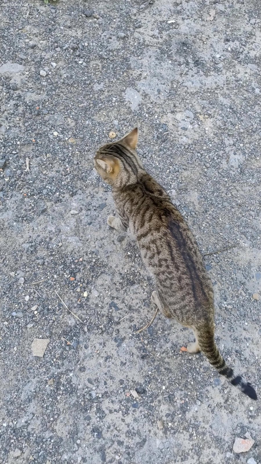 Daruji kocoura. Daruji rok a tři měsíce starého kocoura jménem Jerry. Je NEkastrovaný. zvyklý na byt i venek. Rád se pomazlí a jiná zvířata mu nevadí. Narozen 4.6.2025

Zvyklý na písek, granulky, konzervu či kapsičku a nějaký ten pamlskem.
Daruji z důvodu stěhování do skromného bytu kde by byl nešťastný, jen do dobrých rukou! 

Praha a okolí, v případě zájmu pište SMS, ráda vám ho dovezu.

kastraci klidně zařídím, ale poté bude kocourek za cenu kastrace.