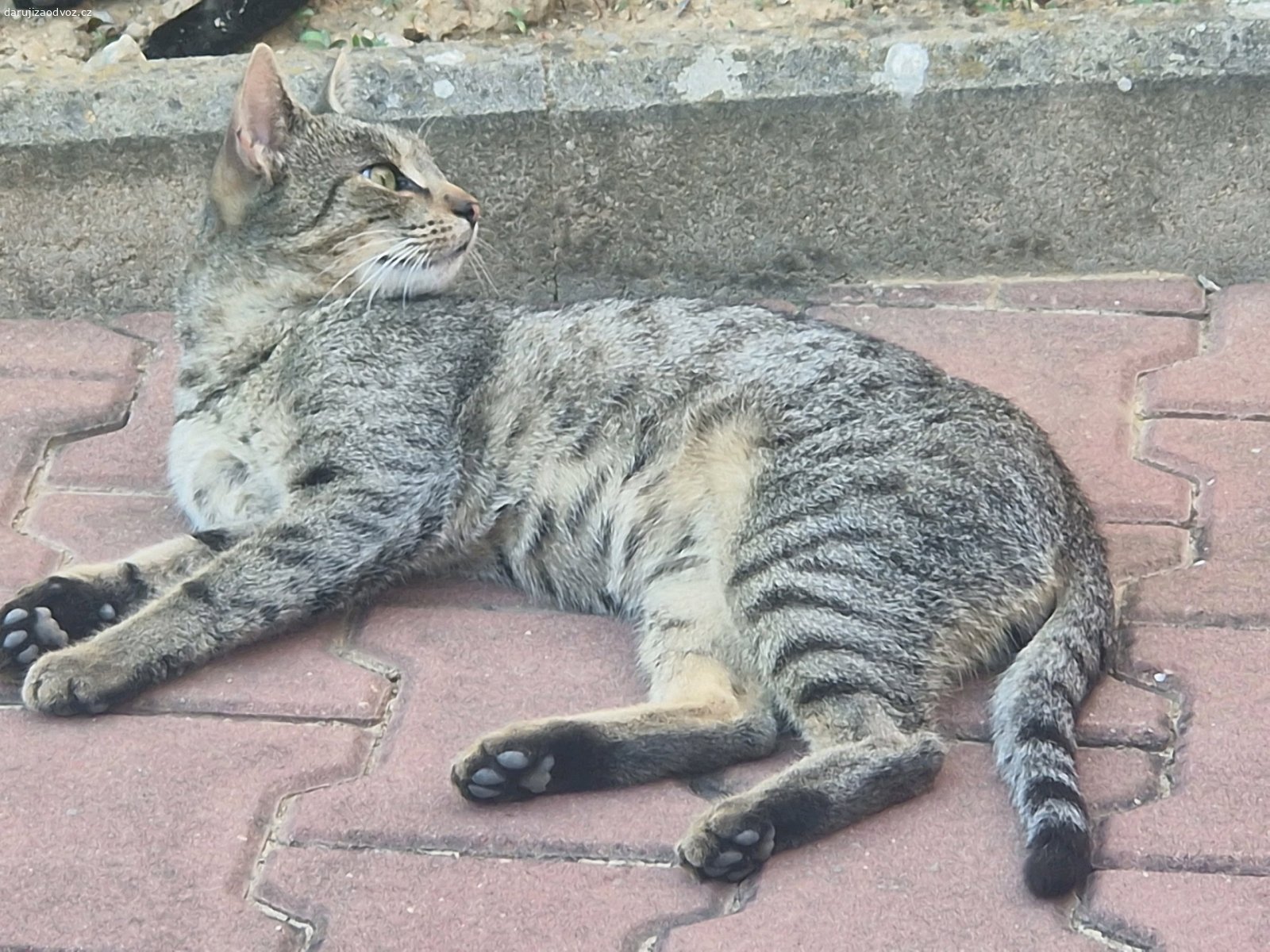 Daruji kocourka vykastrovany. Daruji kocourka po kastraci cca 7 mesicu stary. Mily, pritulny.