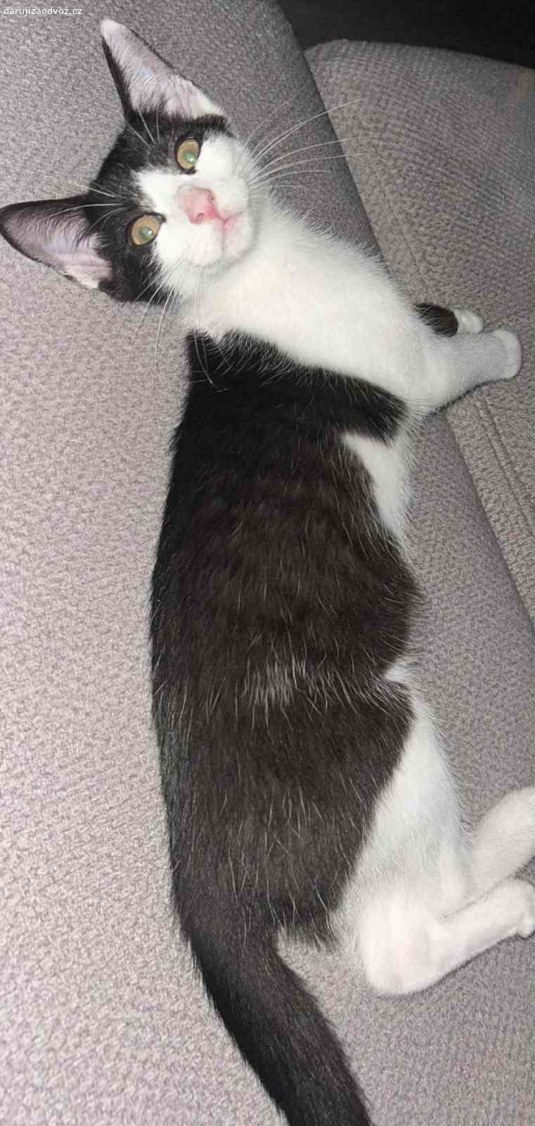 Daruji kocourka. Do dobrých rukou daruji kocourka, odchovaného od narození v bytě. Je tak plně navyklý na lidskou společnost a je velmi přítulný, věrný svému majiteli. Kocourek se běžně pohybuje i ve venkovním prostředí a je tedy vhodný i na zahrádku.
Kocourek má věk 3 měsíce a je připraven vyrazit do nového domova. Je rovněž spolehlivě naučený na kočkolit.
V rámci Ostravy a blízkého okolí možno domluvit i odvoz.