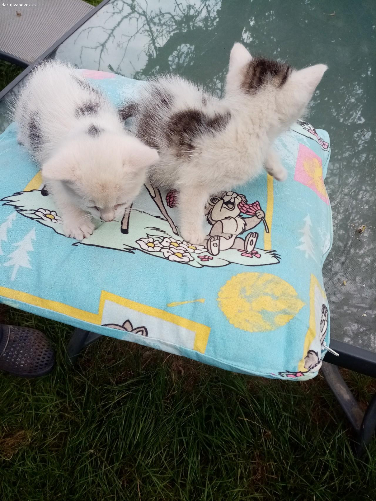 daruji koťata kluka a holku. Kocourek je bilo cernymy fleky a kočička ? je bílo mourata žerou sama zvikla na lidi