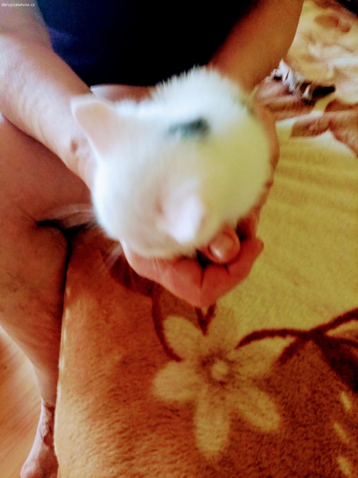 daruji koťata kluka a holku. Kocourek je bilo cernymy fleky a kočička ? je bílo mourata žerou sama zvikla na lidi