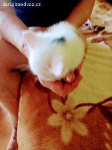 daruji koťata kluka a holku