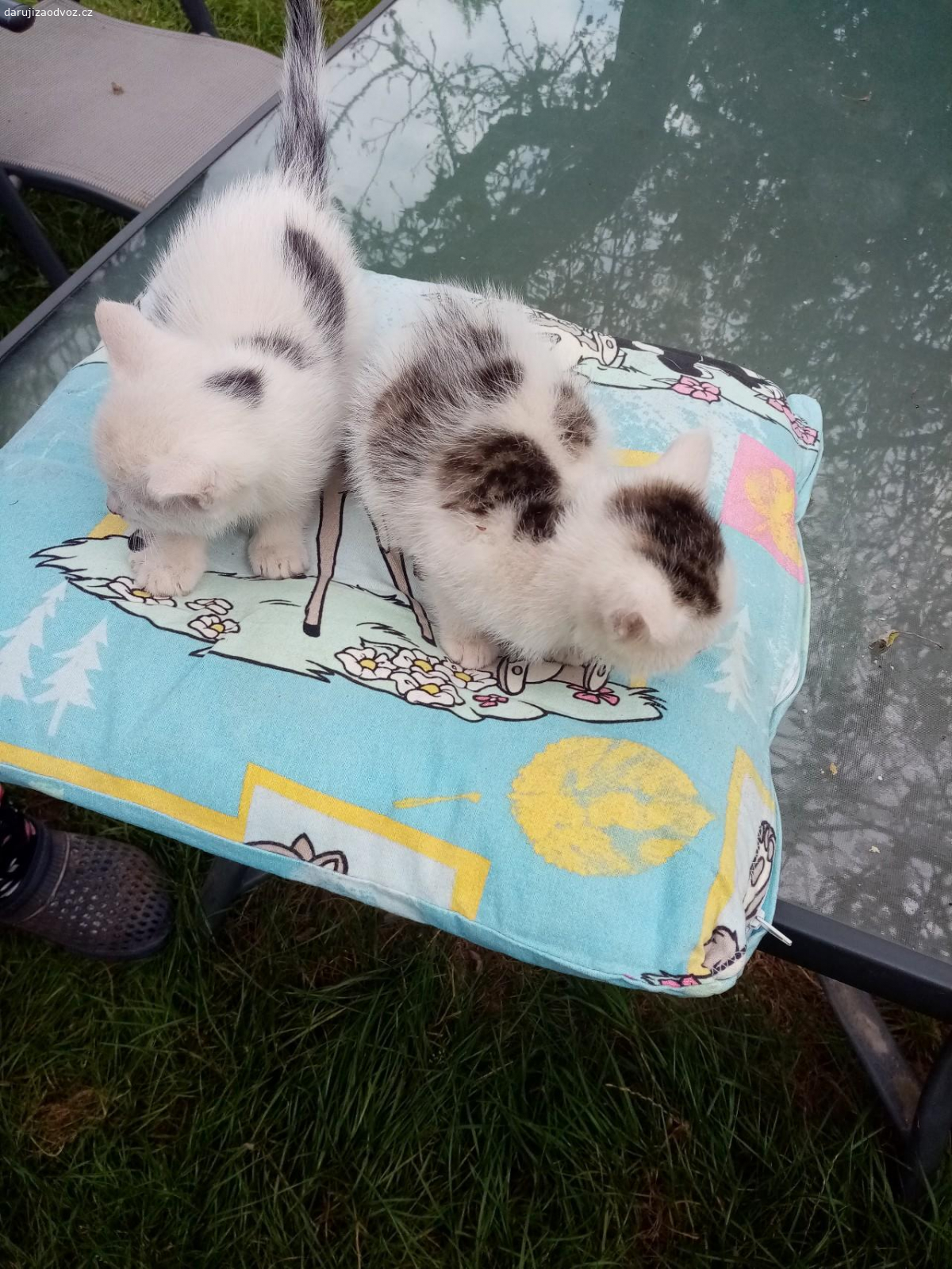 daruji koťata kluka a holku. Kocourek je bilo cernymy fleky a kočička ? je bílo mourata žerou sama zvikla na lidi