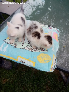 daruji koťata kluka a holku