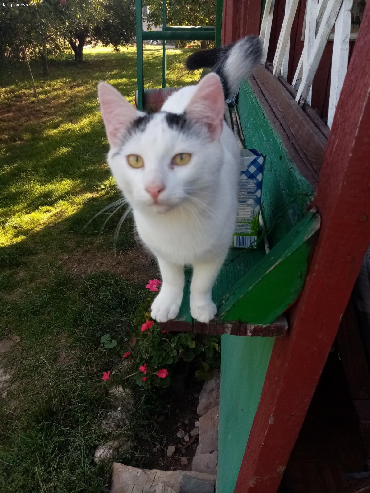 daruji koťata kluka a holku. Kocourek je bilo cernymy fleky a kočička ? je bílo mourata žerou sama zvikla na lidi