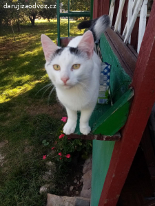 daruji koťata kluka a holku