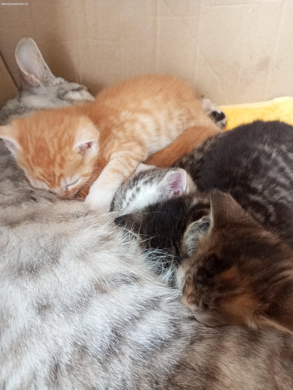 Daruji koťata, Těší se na vás roztomilá koťata :)). Koťata se narodili 8.8.2026, teď jsou měsíční. Ještě sají mlíčko u maminky, ale už můžou pit i kravské mlíčko.  Můžete přijet a podívat a rezervovat si kotě. Zrzavé jsou kocoury, jiné jsou kočky. Lepší brát po dvou, aby hráli a spali spolu. Doporučený věk odběru 8 až 12 týdnů, tady k odběru od 19.9.26 (8 týdnů). 
Těší se na vás roztomilá koťata :)))) můžu zaslat další fotky.