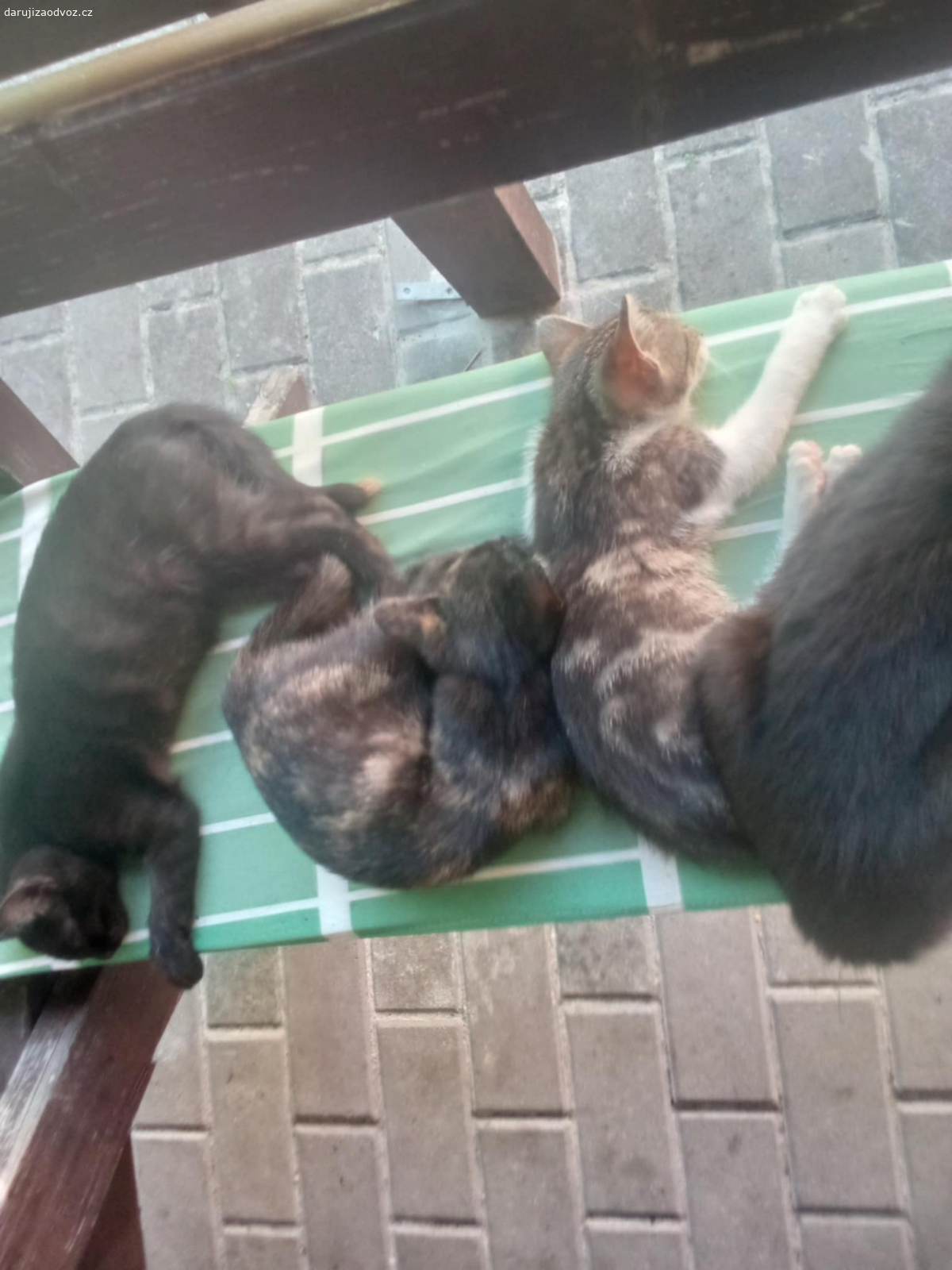Daruji koťata. Daruji koťata, jsou jim 3 mesice.Klidně dovezu.