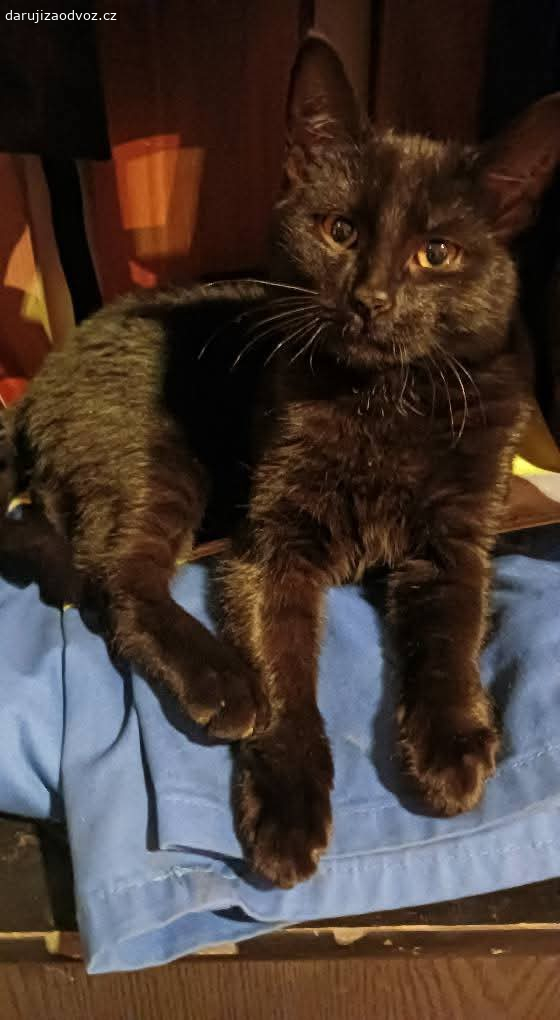 DARUJI KOŤATA. Zdravim,
daruji kotata nejlépe společně, jsou na sobě zvyklé.. 
nar  9.7.2025
obě odčervená, naučená na záchod, hravé a hodné.. 
v případě zájmu pište na email, a nejlépe volejte nebo pište na whatsapp..
DĚKUJI.