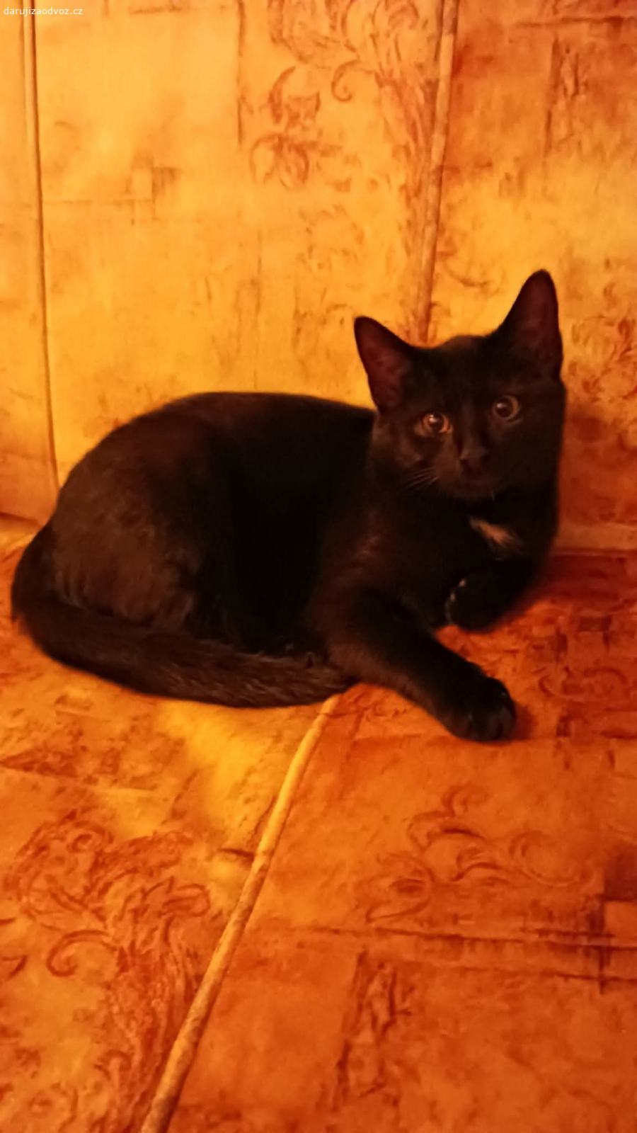 DARUJI KOŤATA. Zdravim,
daruji kotata nejlépe společně, jsou na sobě zvyklé.. 
nar  9.7.2025
obě odčervená, naučená na záchod, hravé a hodné.. 
v případě zájmu pište na email, a nejlépe volejte nebo pište na whatsapp..
DĚKUJI.