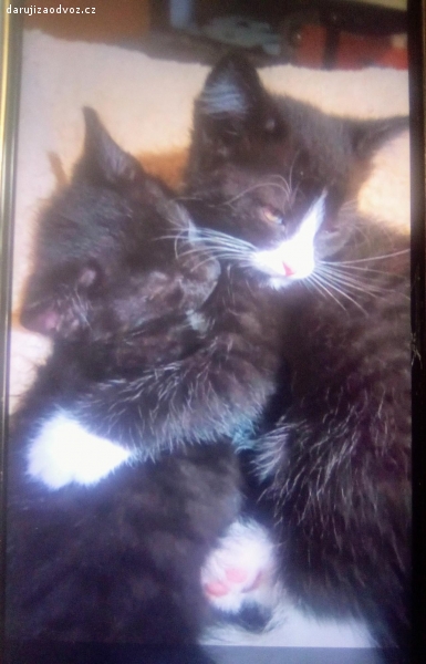 Daruji koťátka. Kamarádka daruje 2 koťátka,jedno černé,a druhé má bílé pacičky a nosánek.