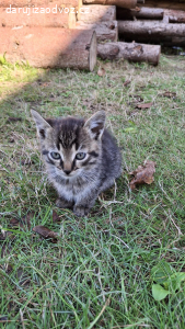 Daruji koťátka