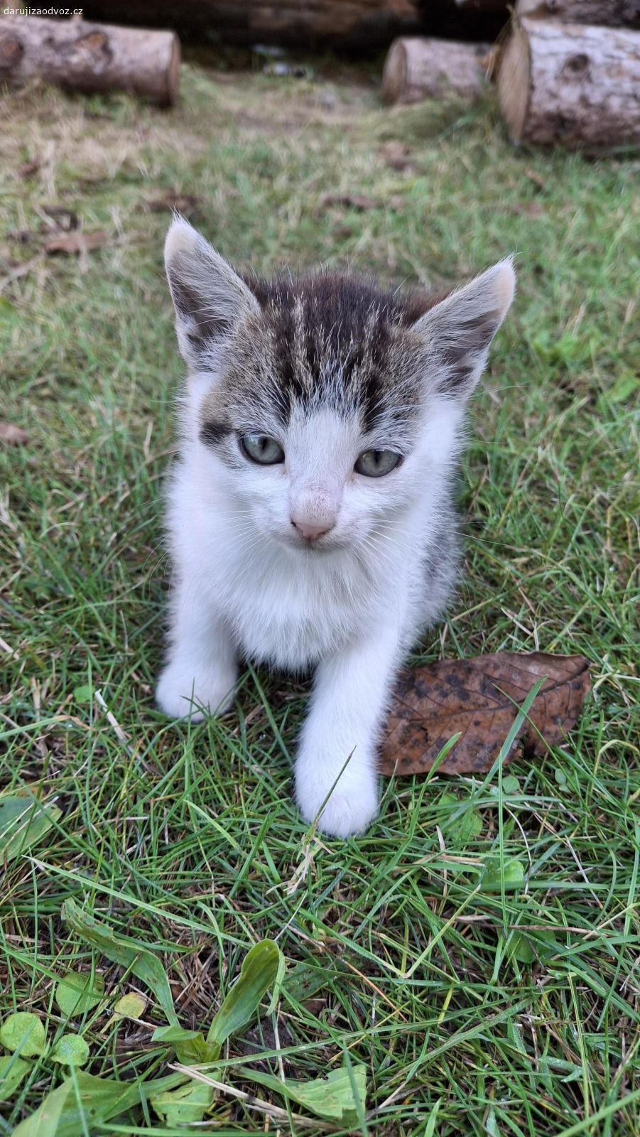 Daruji koťátka. Daruji 4 roztomilá koťátka do dobrých rukou.
K odběru ihned, po domluvě je mohu i dovézt.