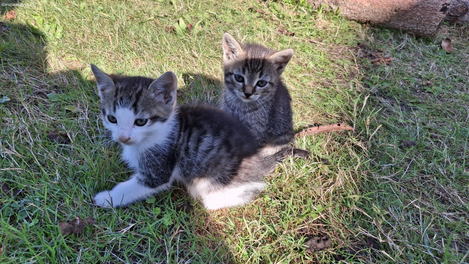 Daruji koťátka. Daruji 4 roztomilá koťátka do dobrých rukou.
K odběru ihned, po domluvě je mohu i dovézt.