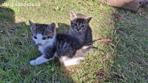 Daruji koťátka