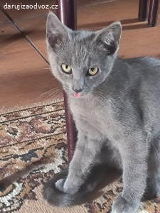Daruji koťátko kocourka
